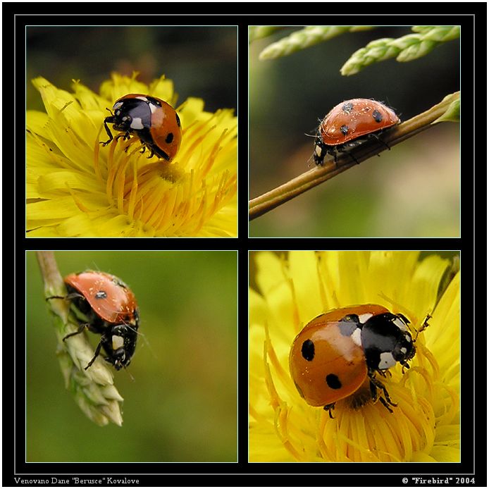 *** Jeden den v životě berušky Daničky ***