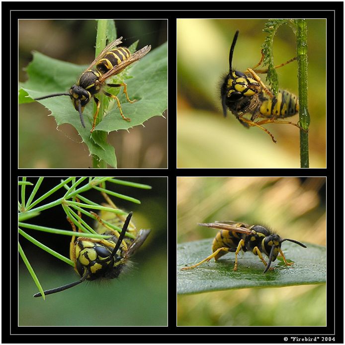 *** Jeden den v životě vosy Libušky ***