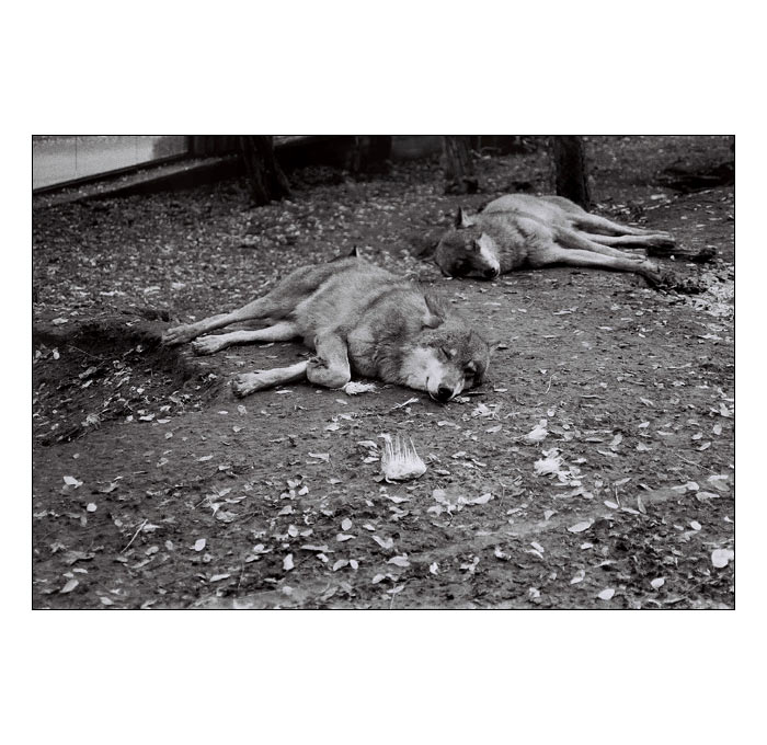 Mrtvej vlk a mrtvej vlk