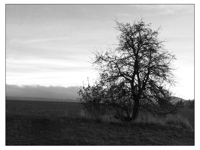 Strom a krajina I