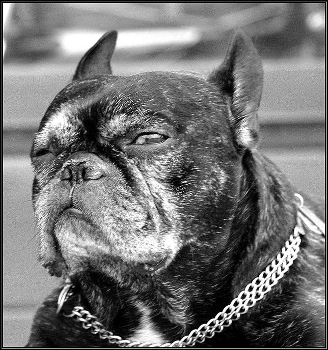 Mafioso