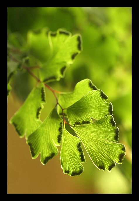 Adiantum