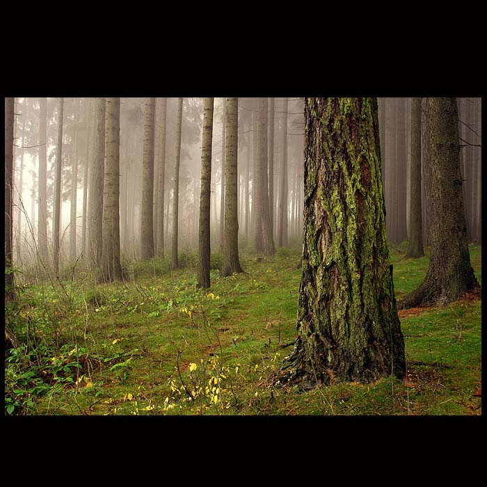Pivoňská zastavení II