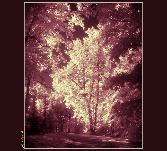 ..:: blOOdy wOOds ::..