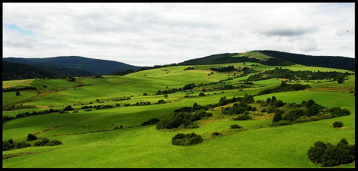 Orava