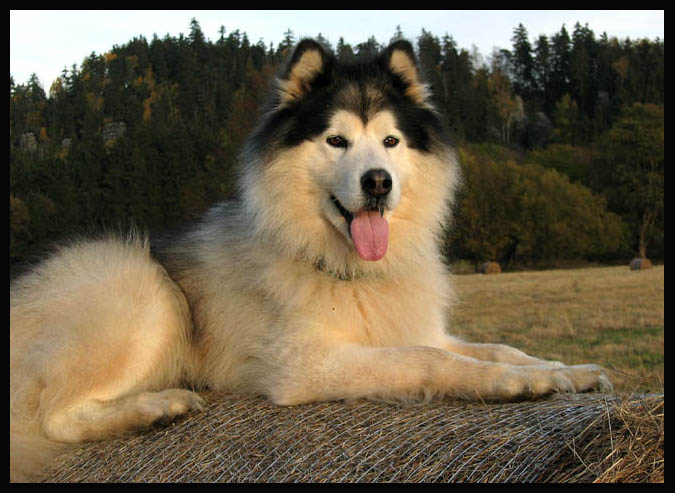 Balíkovka:)