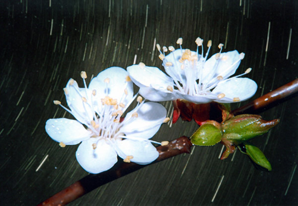 -= cherry et night =-