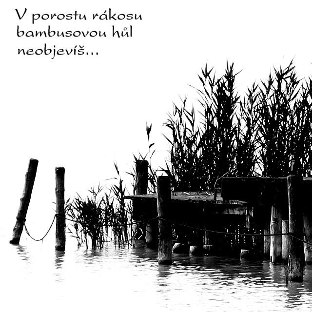 Hledání bambusové hole I