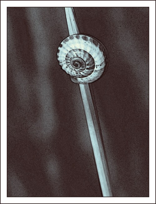 Šneček na stéblu trávy