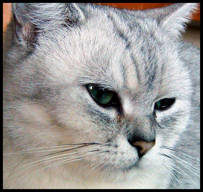 zamyšlená číča