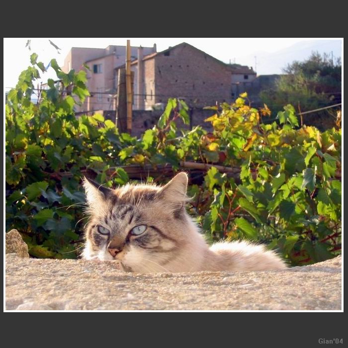 The cat and the grape