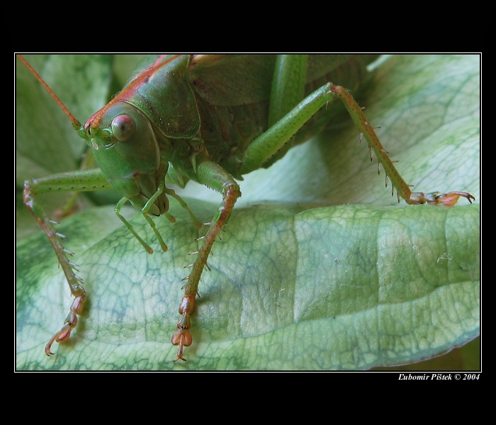 Hladný návštevník