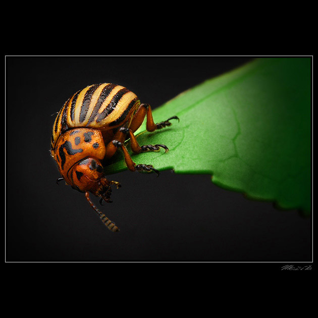 ...Hmyzák II...