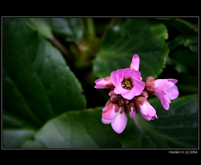 flowers from b.a.
