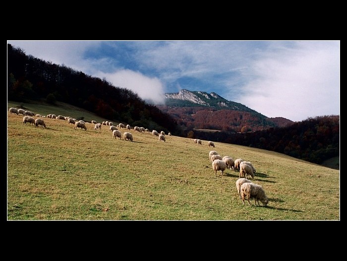 Ovce moje ovce.....