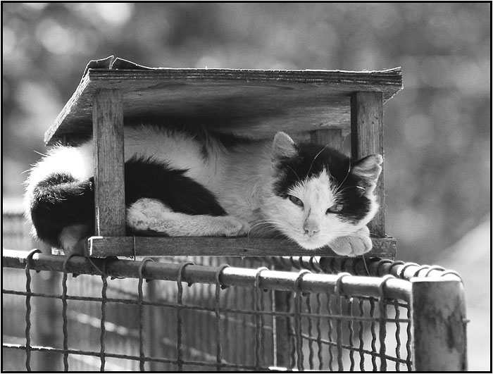 Siesta