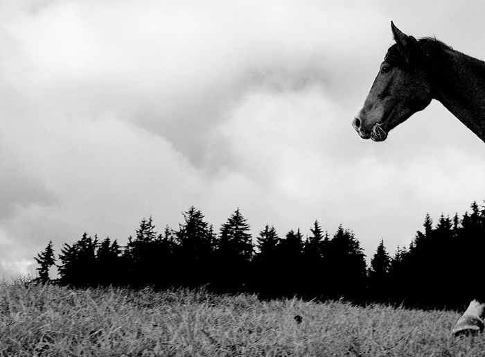 Po trávě, po lese, po nebi