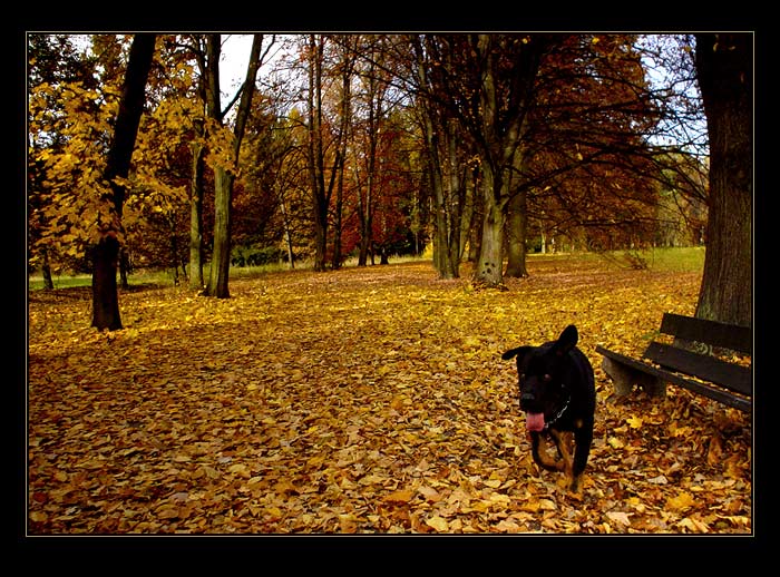 "Pohleďte Holmesi, zkáza rodu Baskervillů!"