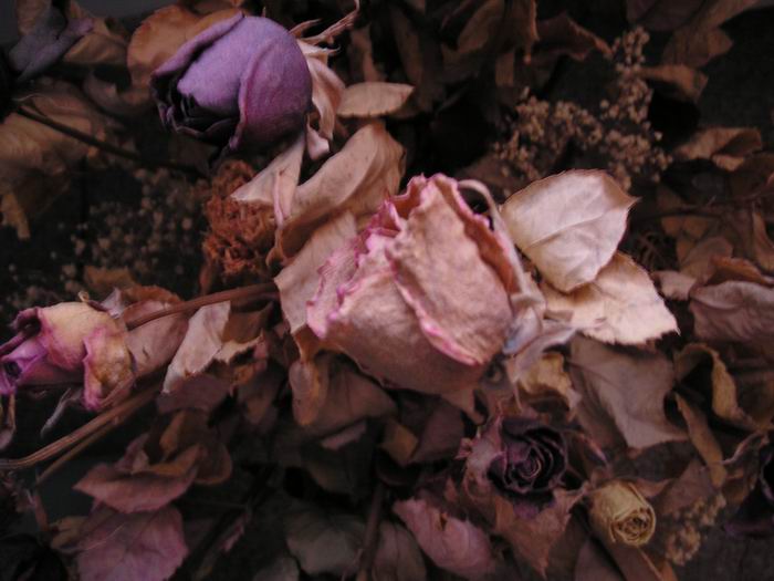 Roses