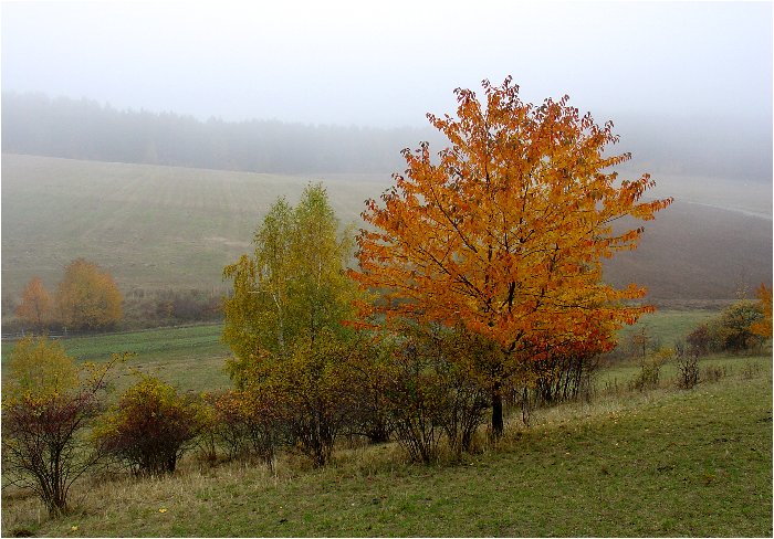 podzimní 4