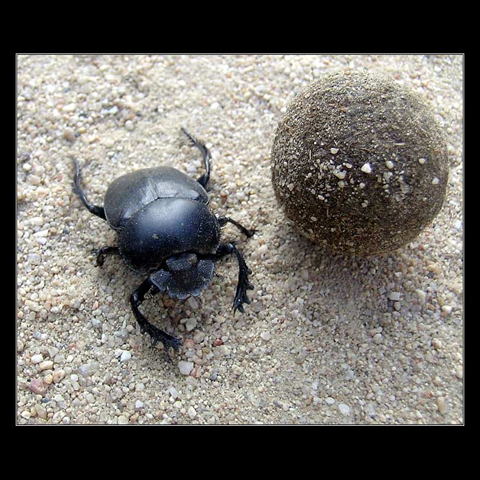 Scarabeus / Kheper / Hovnivál