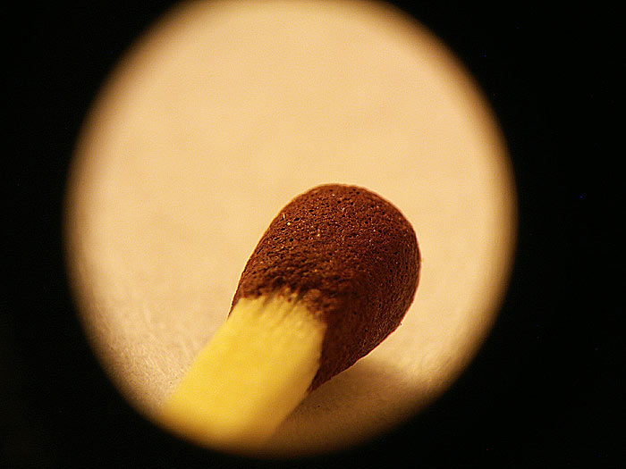 Sirka pod drobnohľadom