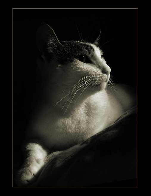 my cat