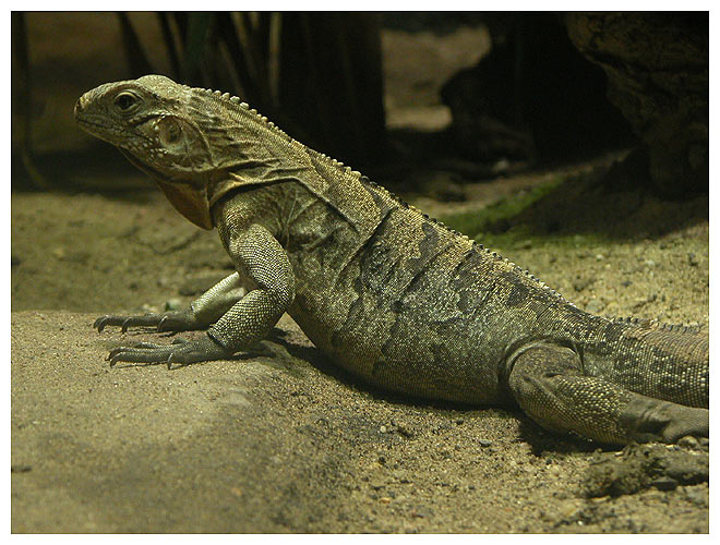 Ještěrka
