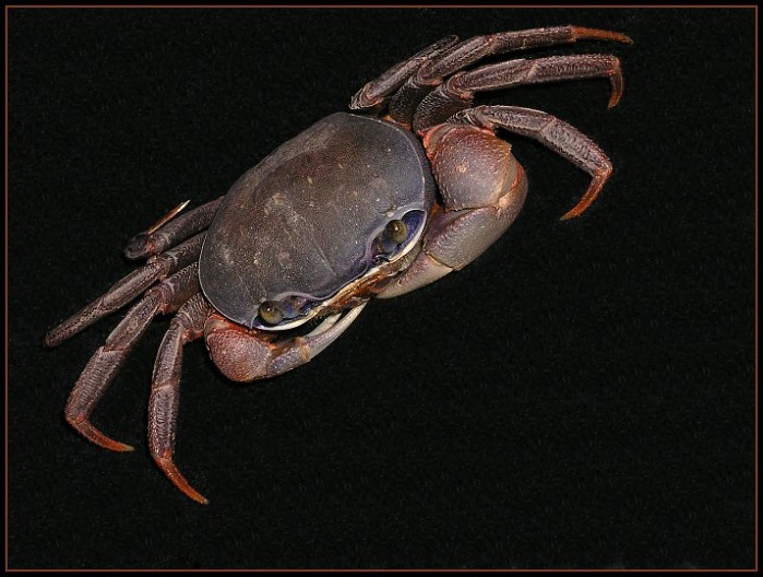 Cardisoma armatum