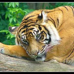 tygří siesta