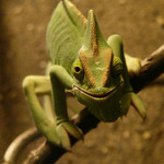 nemám něco mezi zubama