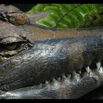 krokodýl africký v podkrkonoší