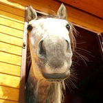 kuk :o)