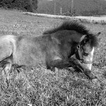 hříbátko III.