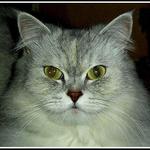 Halo proč je koček málo