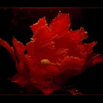 <B><U>... kaktus ...