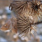 <b>Už neodletí...</b>