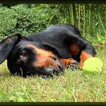 Hoď mi to jablíčko...