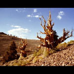 Bristlecone Pine