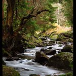 ...a ohnutý strom je zlatá brána...