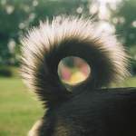 Světlo v ocásku psa Bubliny na parkuru agility