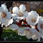 ***Květinová seance***