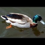 .:::Kačenka - Ga gA Ga:::.