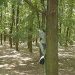 Zapomněl jsem ji jednou v lese a tohle se z ní stalo