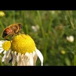 Ajne klajne bíne :o)