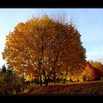 ...jesenná krása.....