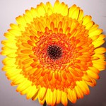 gerbera