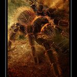 spider