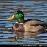 Mallard (Anas Platyrhynchos) [kacica diva]