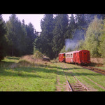 Než nás les pohltí